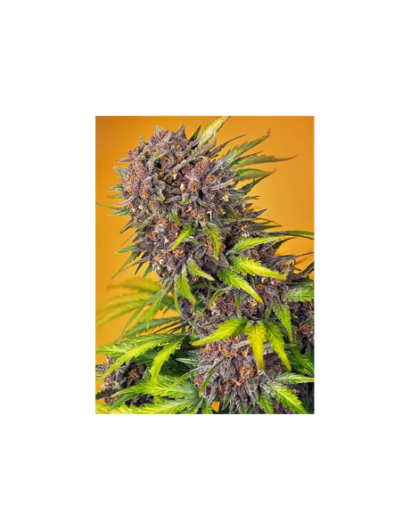 Diablo Rojo XL Auto 3+1 Semillas Sweet Seeds