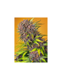 Diablo Rojo XL Auto 3+1 Semillas Sweet Seeds