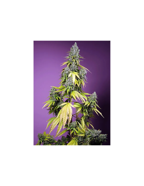 Jet Fuel Mandarine XL Auto 3+1 Semillas Sweet Seeds