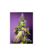 Jet Fuel Mandarine XL Auto 3+1 Semillas Sweet Seeds