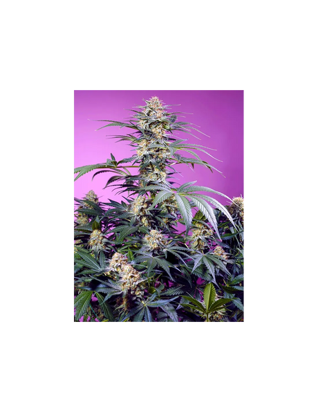 Monster Maker 3+1 Semillas Sweet Seeds