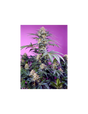 Monster Maker 3+1 Semillas Sweet Seeds