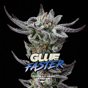 Gorilla Glue Faster Flowering - BSF Seeds