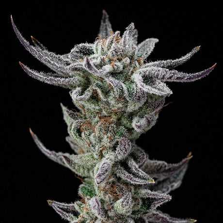Gorilla Glue Faster Flowering - BSF Seeds #2