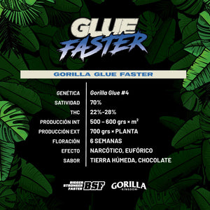 Gorilla Glue Faster Flowering - BSF Seeds #3