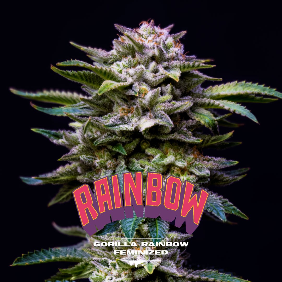 Gorilla Rainbow Feminizada - BSF Seeds