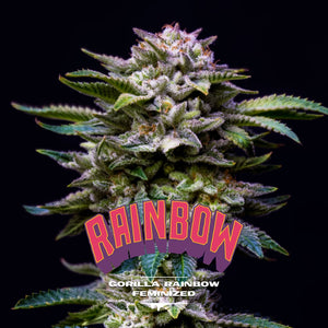 Gorilla Rainbow Feminizada - BSF Seeds