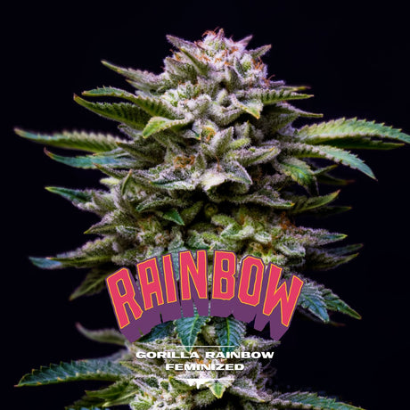 Gorilla Rainbow Feminizada - BSF Seeds