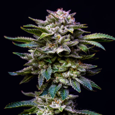 Gorilla Rainbow Feminizada - BSF Seeds #2