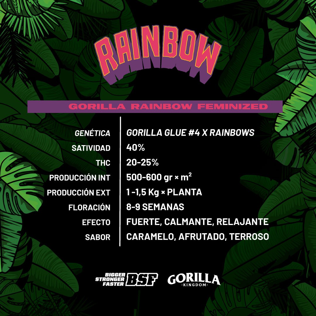 Gorilla Rainbow Feminizada - BSF Seeds #3
