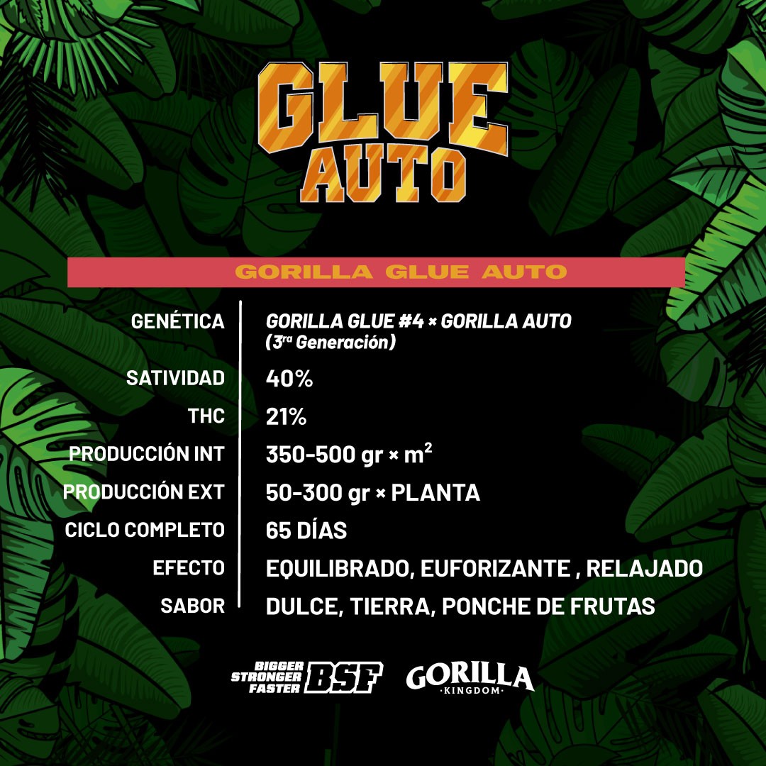 Gorilla Glue Auto - BSF Seeds #3