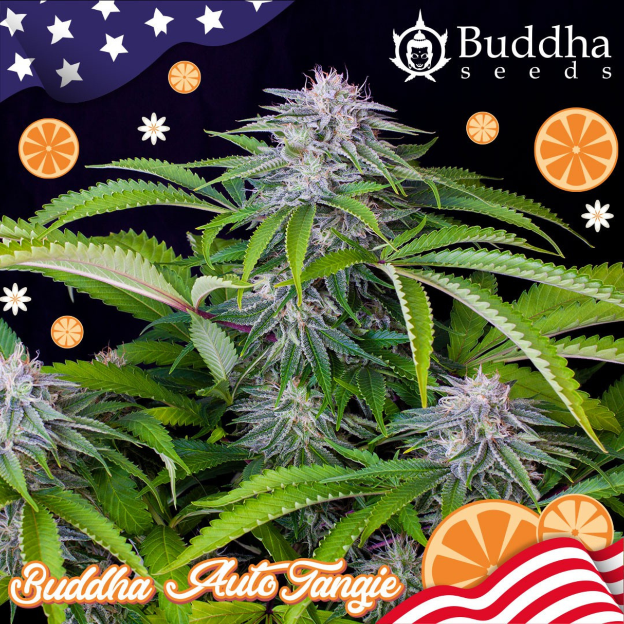 Auto Tangie 3 Semillas Buddha USA Collection