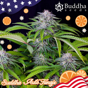 Auto Tangie 3 Semillas Buddha USA Collection