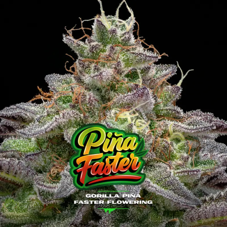 Gorilla Piña FF GK 2 Semillas BSF Seeds