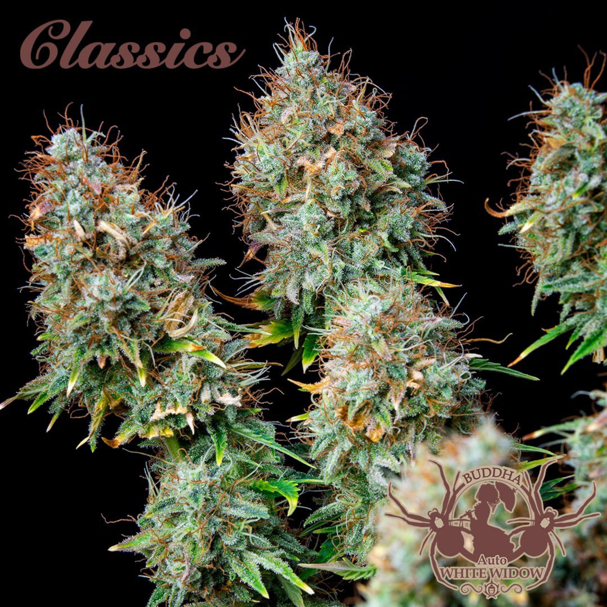 Auto White Widow 3 Semillas Buddha Classics