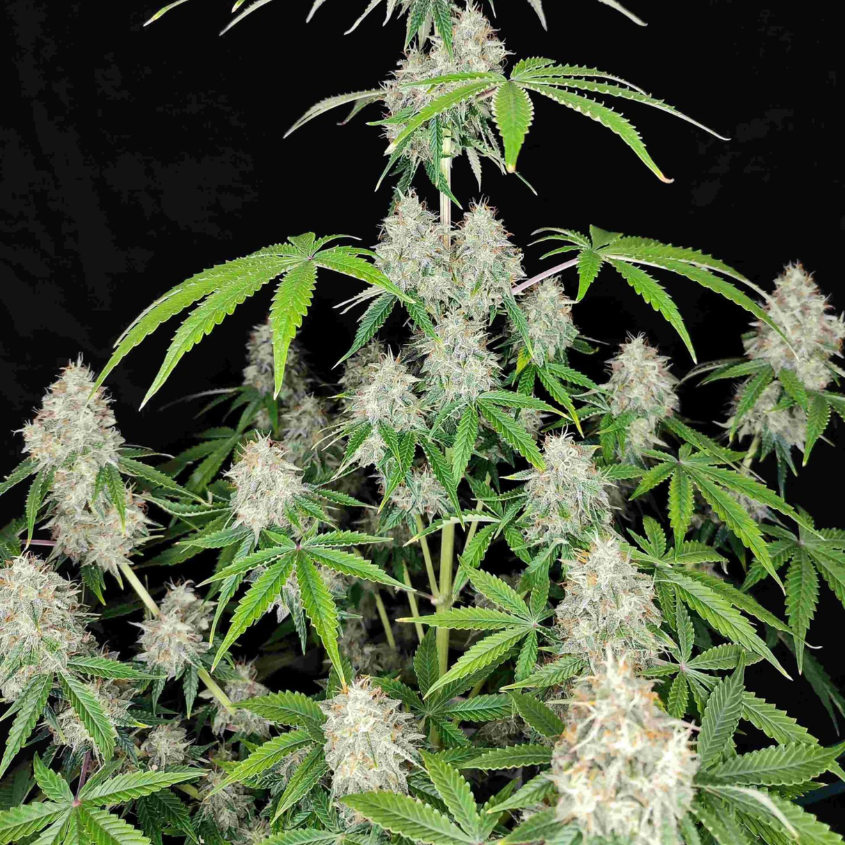Magnum 3 Semillas Buddha Seeds