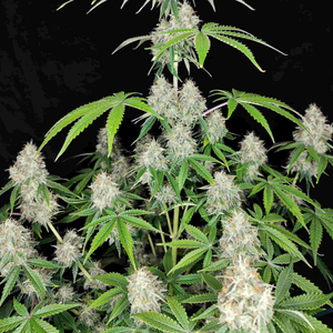 Magnum 3 Semillas Buddha Seeds