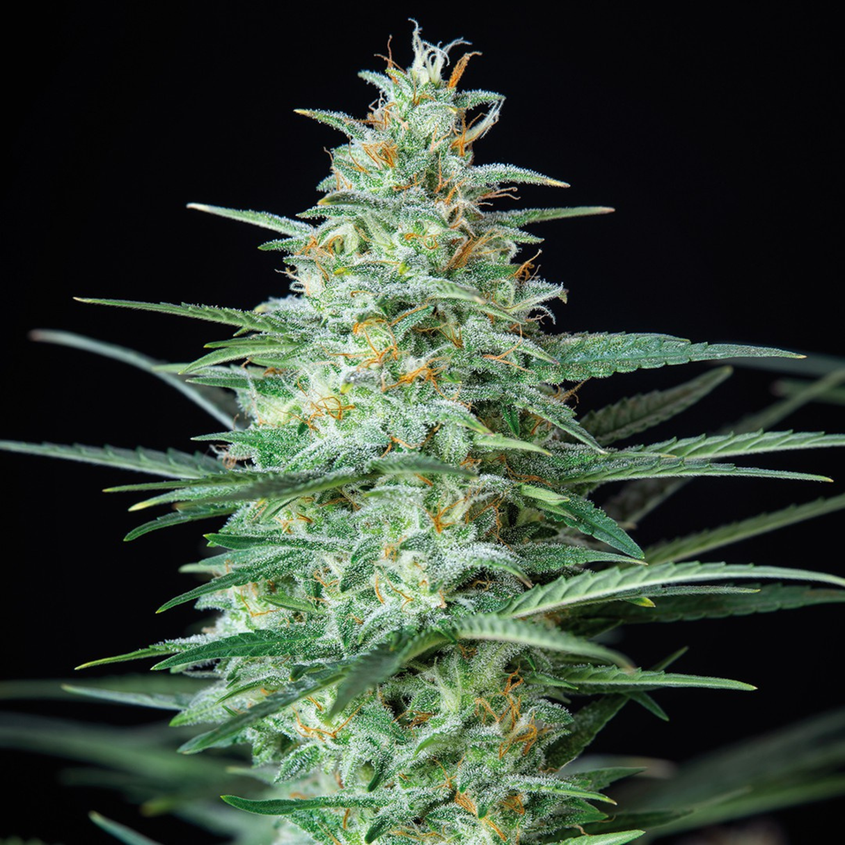 Assorted Auto 10 Semillas Buddha Seeds