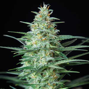 Assorted Auto 10 Semillas Buddha Seeds