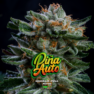 Gorilla Piña Auto - BSF Seeds
