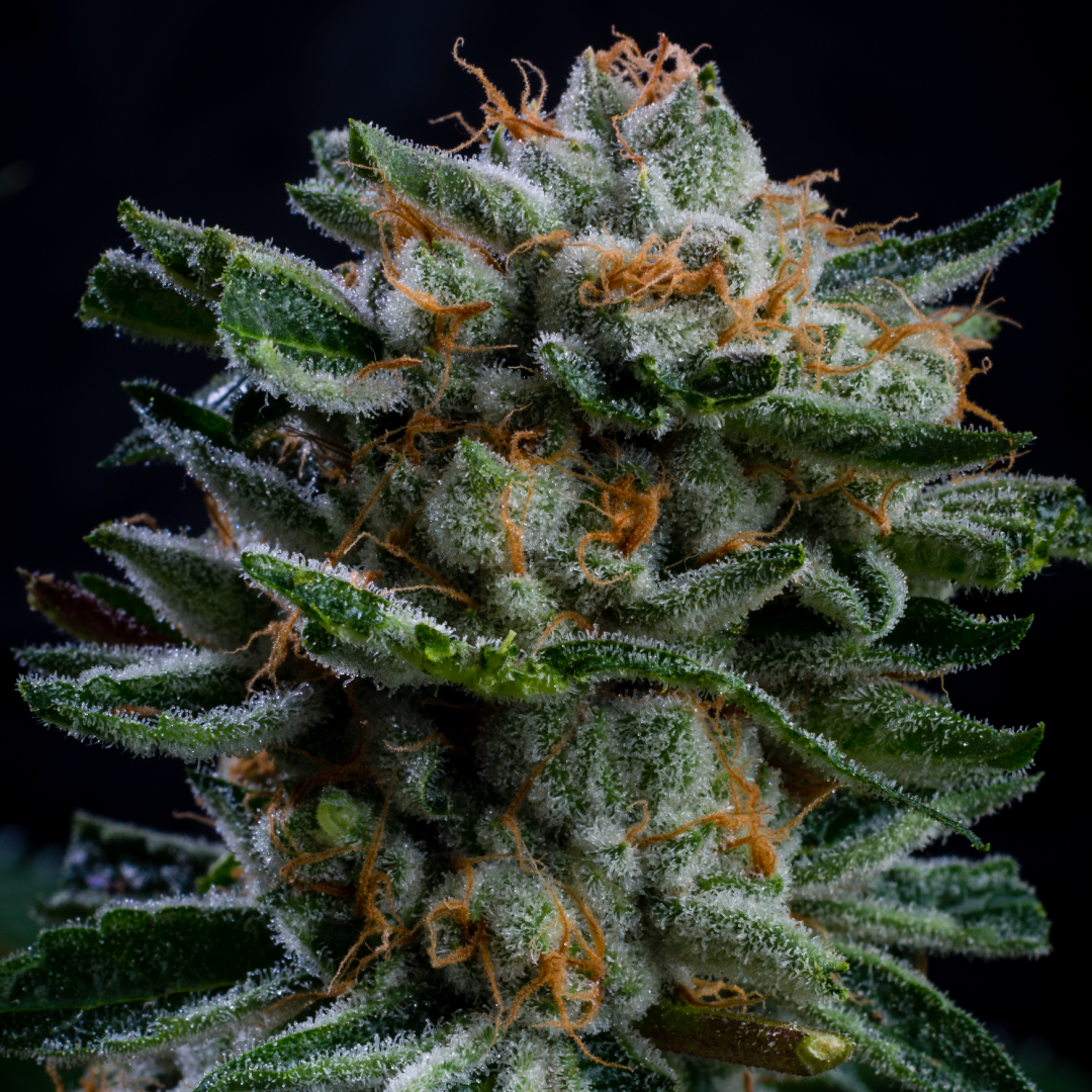 Gorilla Piña Auto - BSF Seeds #2