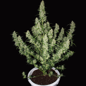Magnum 3 Semillas Buddha Seeds