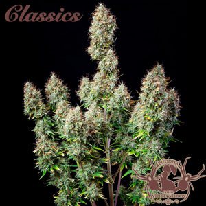 Auto White Widow 3 Semillas Buddha Classics