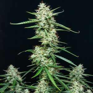 Assorted Auto 10 Semillas Buddha Seeds