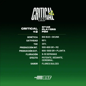Critical+2 12 Semillas Bsf Seeds