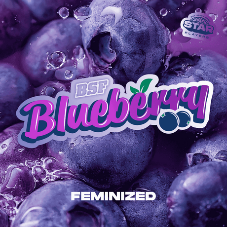 Blueberry Feminizada - BSF Seeds #2
