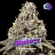 Blueberry Feminizada - BSF Seeds