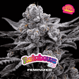 Rainbows Feminizada - BSF Seeds