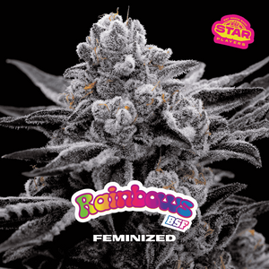 Rainbows Feminizada - BSF Seeds