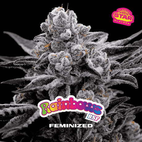 Rainbows Feminizada - BSF Seeds