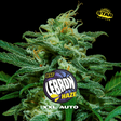 Lebron Haze XXL Auto - BSF Seeds