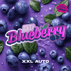 Blueberry XXL Auto - BSF Seeds #2