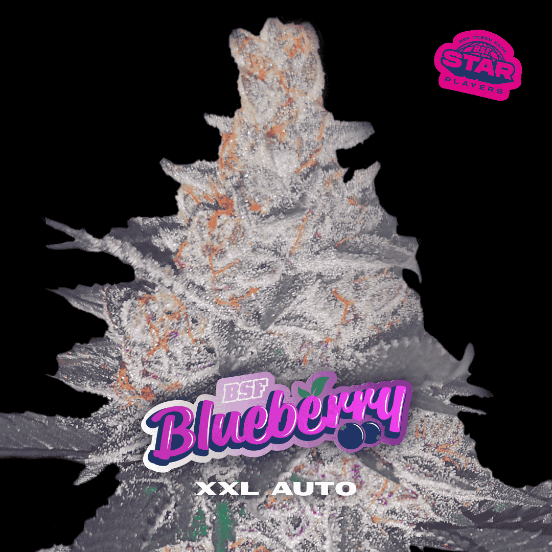 Blueberry XXL Auto - BSF Seeds