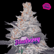 Blueberry XXL Auto - BSF Seeds