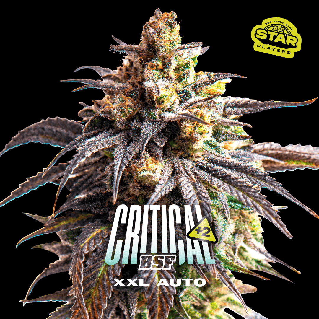 Critical +2 XXL Auto - BSF Seeds