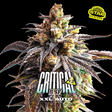 Critical +2 XXL Auto - BSF Seeds