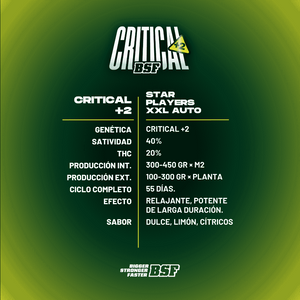 Critical +2 XXL Auto - BSF Seeds #3