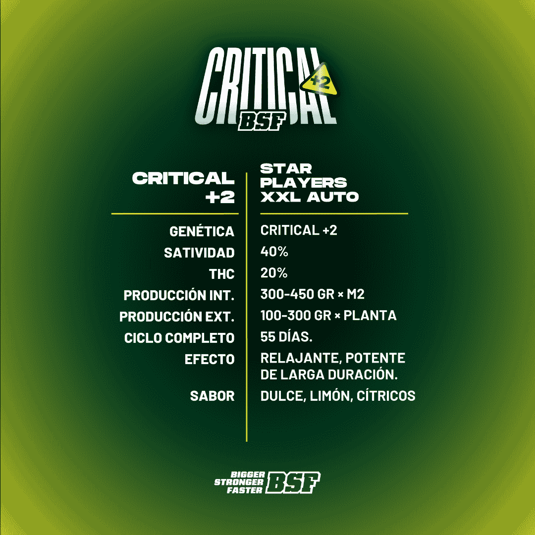 Critical +2 XXL Auto - BSF Seeds #3