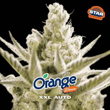 Orange Blossom XXL Auto - BSF Seeds