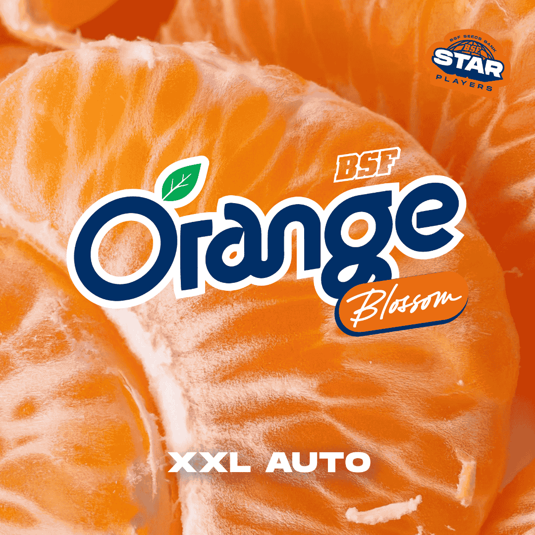 Orange Blossom XXL Auto - BSF Seeds #2
