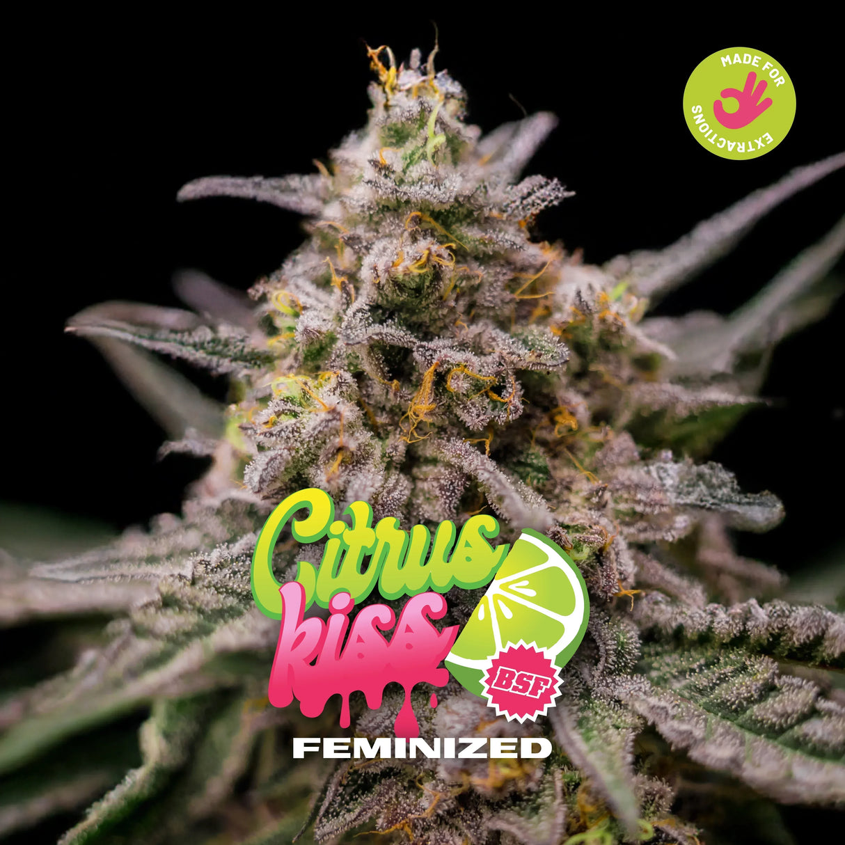 Citrus Kiss 12 Semillas Bsf Seeds