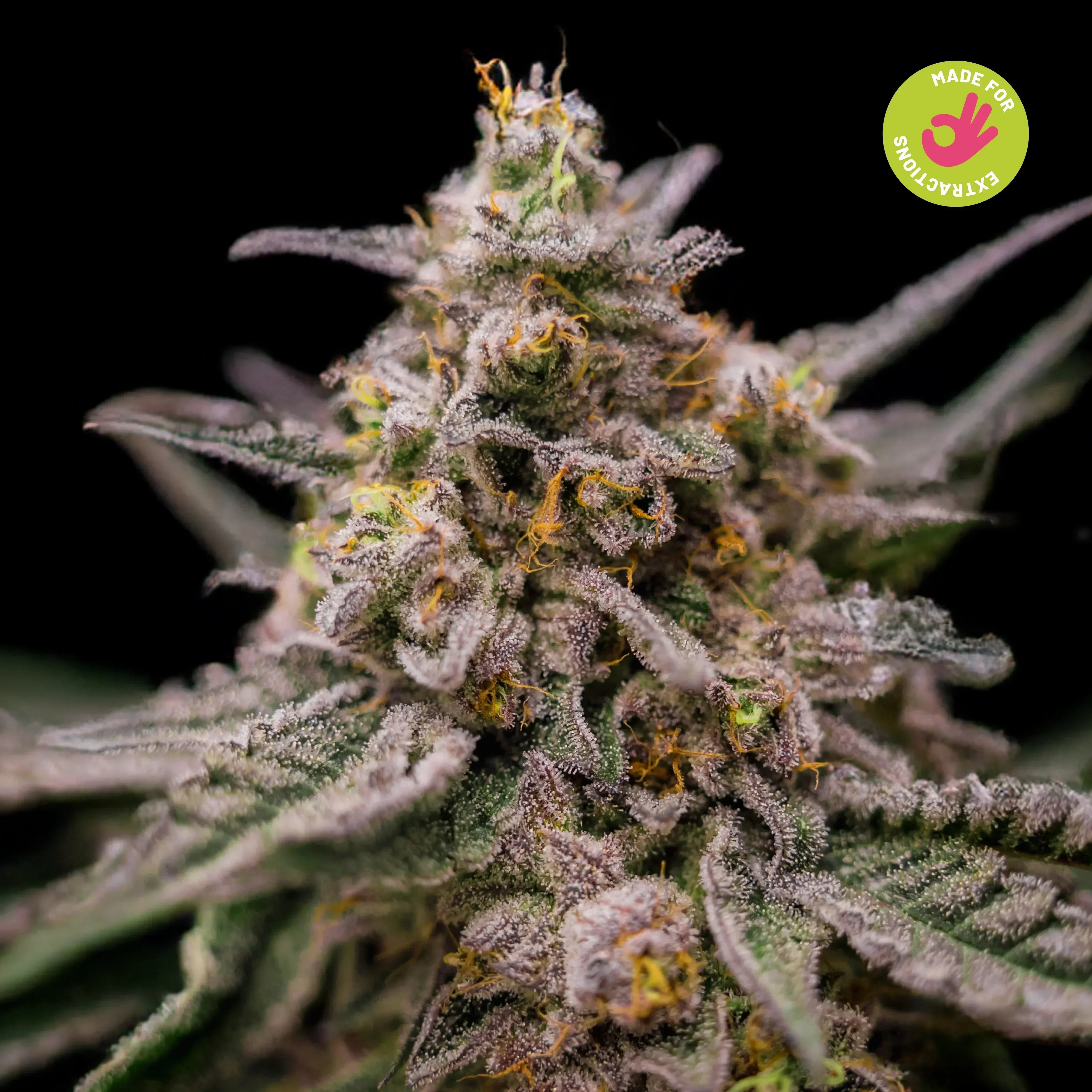 虹入り★シトリンスモーキー共生1300ｇ超え シトリンポイント Citrus Kiss 12 Semillas Bsf Seeds – La Juana Growshop