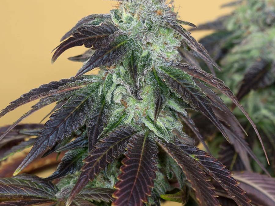 Og Kush 3 Semillas Humboldt Seeds