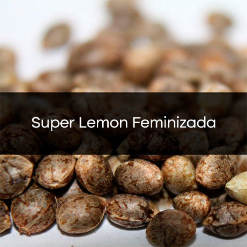 Super Lemon Feminizada a Granel 10 Unidades