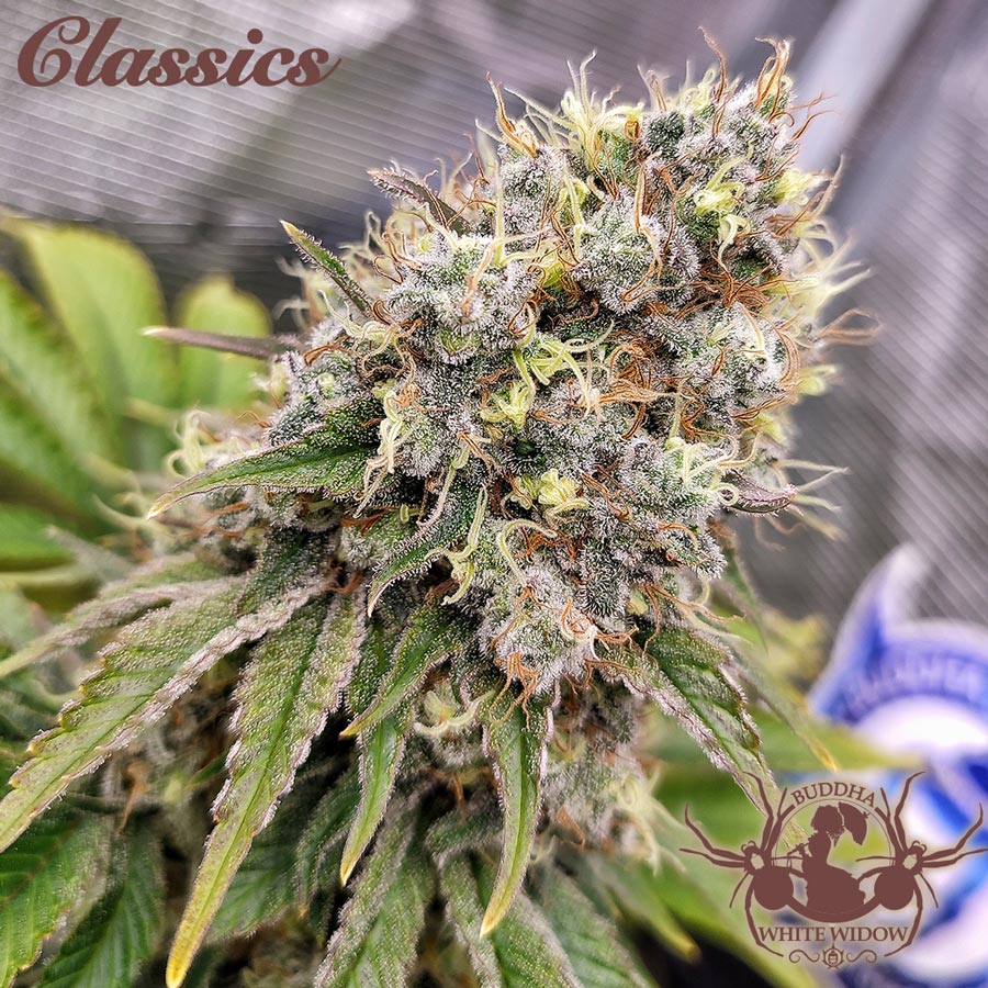 White Widow 3 Semillas Buddha Classics