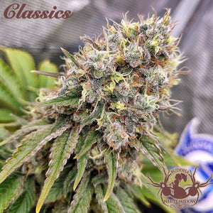 White Widow 3 Semillas Buddha Classics